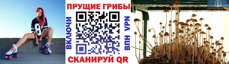 Галлюциногенные грибы GOLDEN TEACHER  Купить закладки  Кедровый 